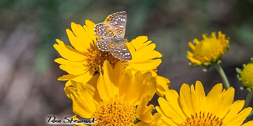 Butterfly Walk 