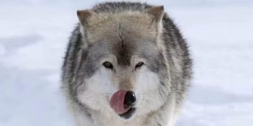 Return of  Breakfast with Wolfie