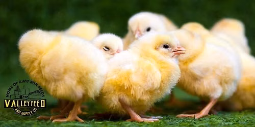 Chick Days at Valley Feed