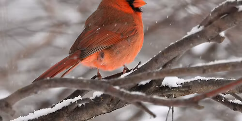 Nature Novice: Winter Birding