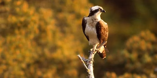 Osprey & Heathland Bird Guided Walk at RSPB Arne