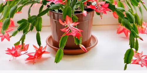 Holiday Plant Workshop