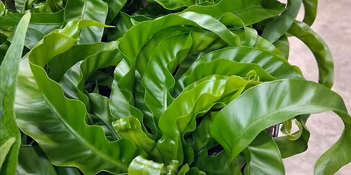 Ivy League - Ladies Only Plant Club