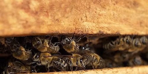 Beekeeping 101 - Thriving Hive Beginning Beekeeping