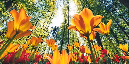 Shabbat Morning Connection: Consciousness Lecture & Torah Reading