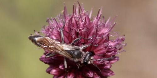 Biotoppflege im Mombacher Oberfeld