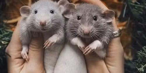 ABI \u2013 Back To RATS - Urban Rat Race Trial