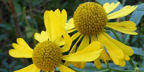 Flora Fanatics - Plant Identification Hikes Every 3rd Saturday