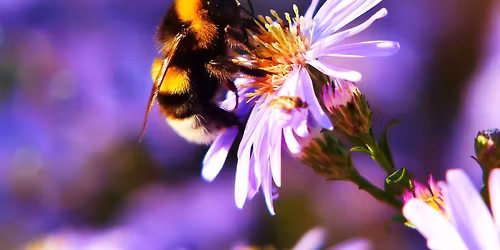 Special Pollinator Event: Native Bees!