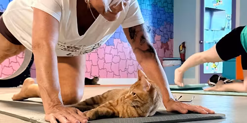 Yoga with Cats #2