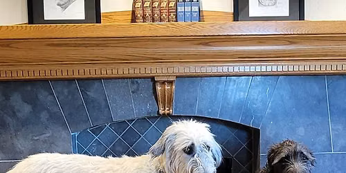 Wolfie's Tales-Read to an Irish Wolfhound