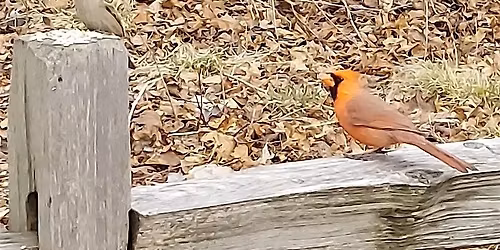 Montrose Bird Sanctuary walk