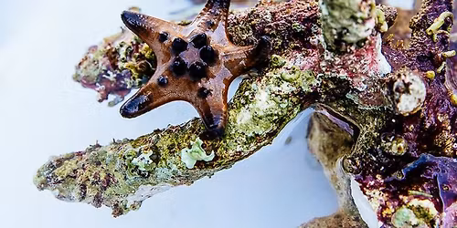 HOMESCHOOL: MOLLUSCS