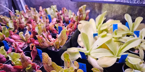 YEG Exotic Plant Crowd Open House Event - June 14 - Free Admission