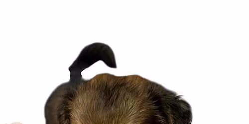 Adoption Event Wilmington NC