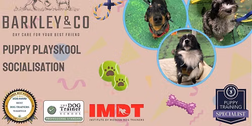 Puppy Playskool - Saturday Socials! \u2728