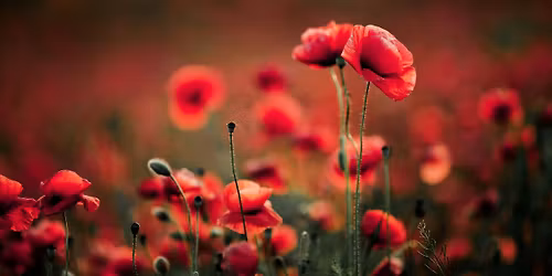 Remembrance Sunday Lunch