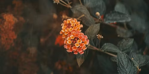 KLC Fall Benefit Dinner