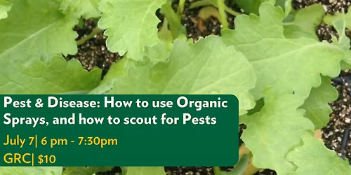 Pest & Disease: How to use Organic Sprays, and how to scout for Pests