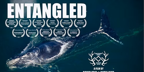 Film Screening: ENTANGLED