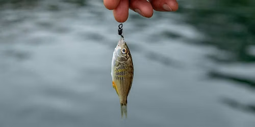 Fishing with the experts