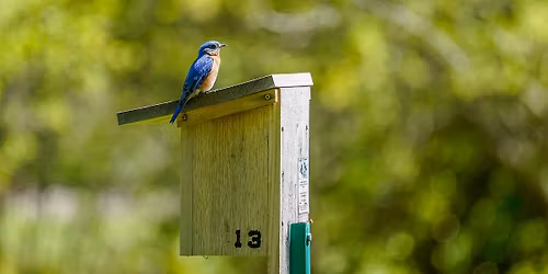 Class: Bluebirds and the Arboretum Trail