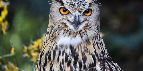 Birds of Prey