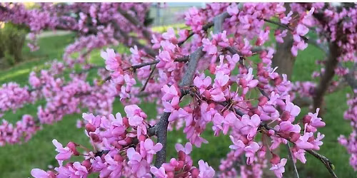 Master Gardener Plant Sale