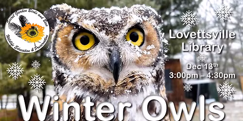Winter Owls