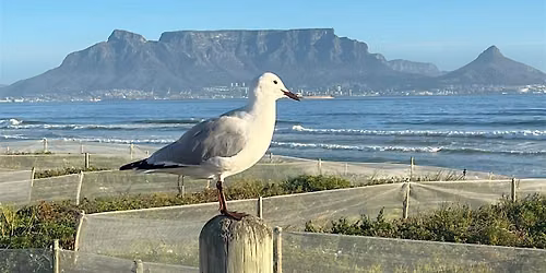 AN EVENING IN SOUTH AFRICA