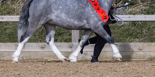 Northern WPCA Remembrance Youngstock and Ridden Show  
