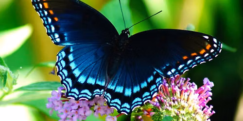 Amazing Adventures at Annerino: Butterfly Magic