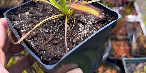 Carnivorous Plants with New England Carnivorous Plant Society