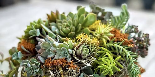 Thanksgiving Succulent Pumpkin  Centerpiece at House of Char Design