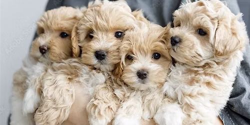 Oakville & Mississauga\u2019s #1 Puppy Yoga - Mini Poodle Puppies