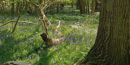 Forest Bathing & Wine Tasting