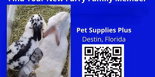 Bunny Adoption Event w\/ Pet Supplies Plus-Destin, FL