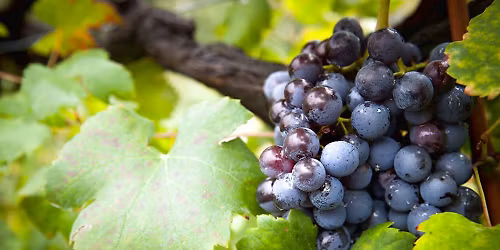 Slow Wine in Trattoria speciale Pugnitello!