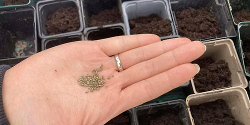 Summer Sowing for Winter Vegetable Growing with RBGE