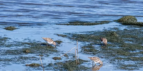 Breakfast with the Birds