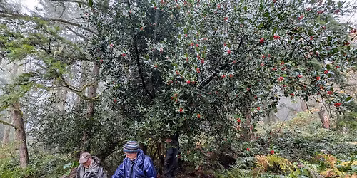 Restoration Event on Squak Mountain with WA State Parks
