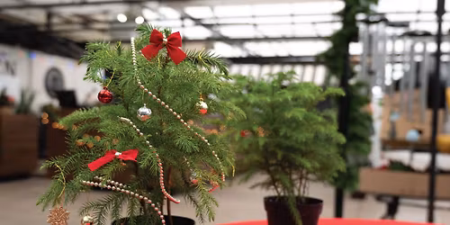 Mini-Norfolk Pine Decorating Workshop