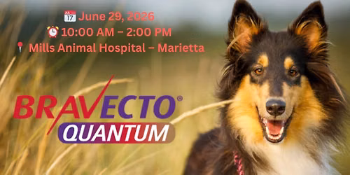 Bravecto Quantum Leap day
