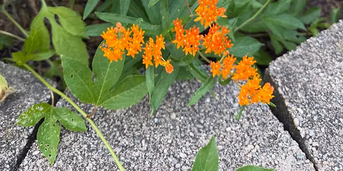 Milkweed Pop-Up Sale