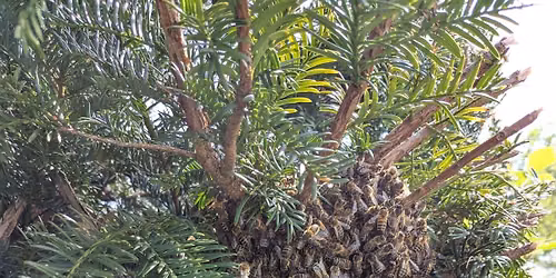 Swarms