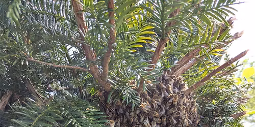 Swarms