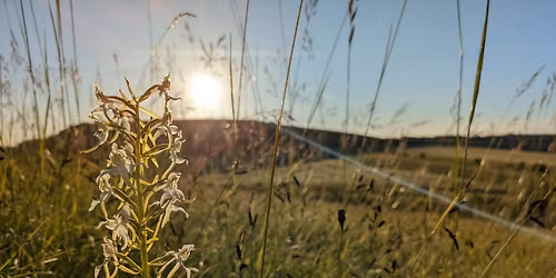 Heytesbury Two Hill forts 7mile sunset and Wild Orchid Spotting walk (06\/06\/26)