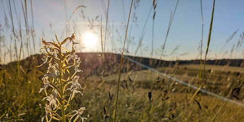Heytesbury Two Hill forts 7mile sunset and Wild Orchid Spotting walk (06\/06\/26)