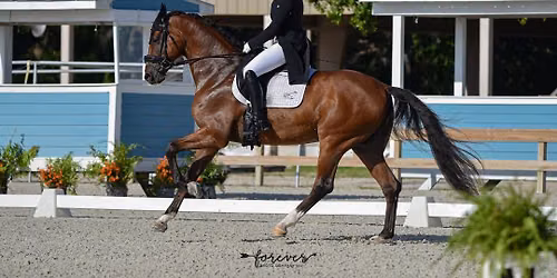 Holiday Dressage Festival I & II