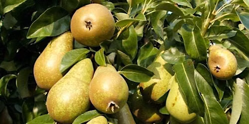 Fruit Rescue - Martinez Area - Community Cleanup  Support
